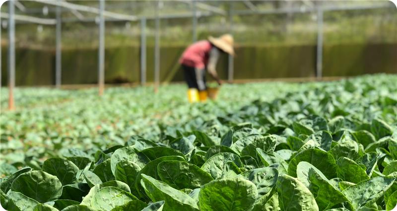 Wide view of KC Farms showcasing farming fields