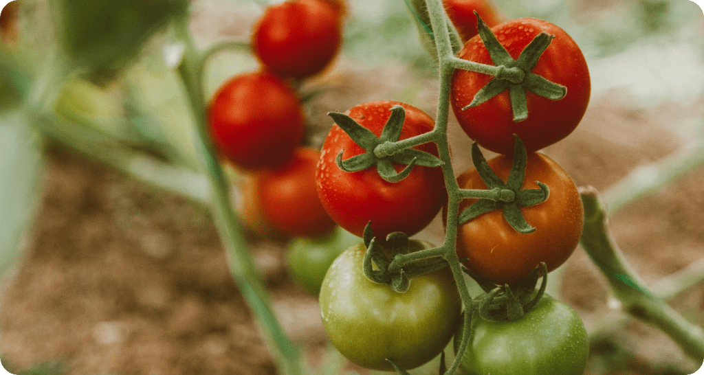 How to Grow Juicy Tomatoes in Pots—No Garden needed